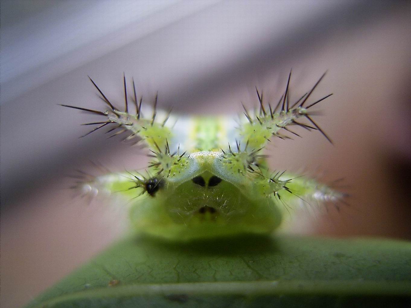 按此在新視窗瀏覽圖片