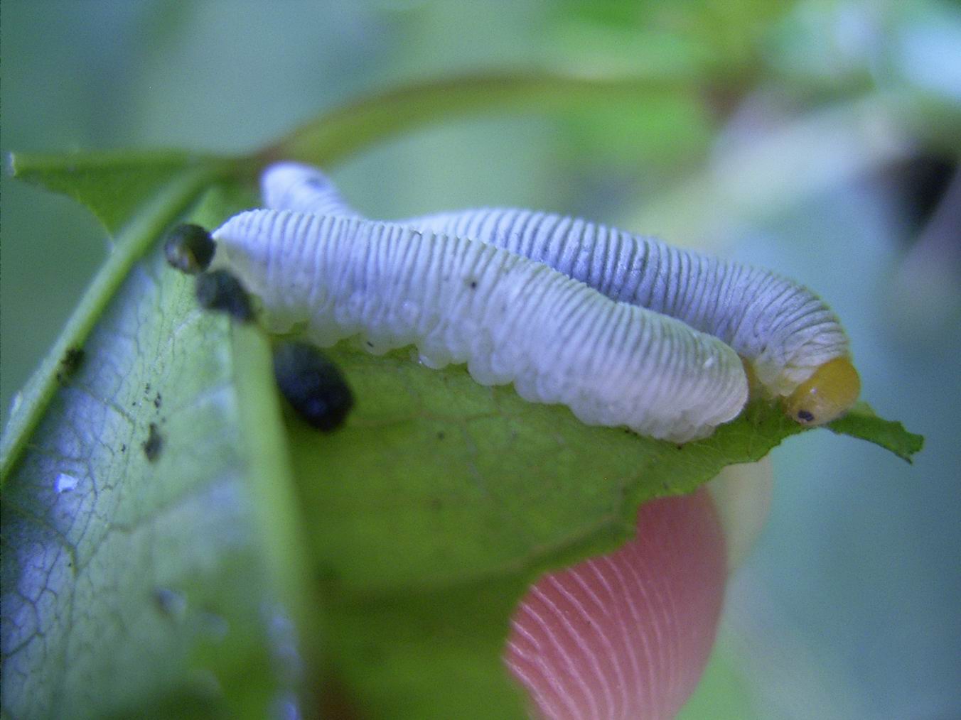 按此在新視窗瀏覽圖片