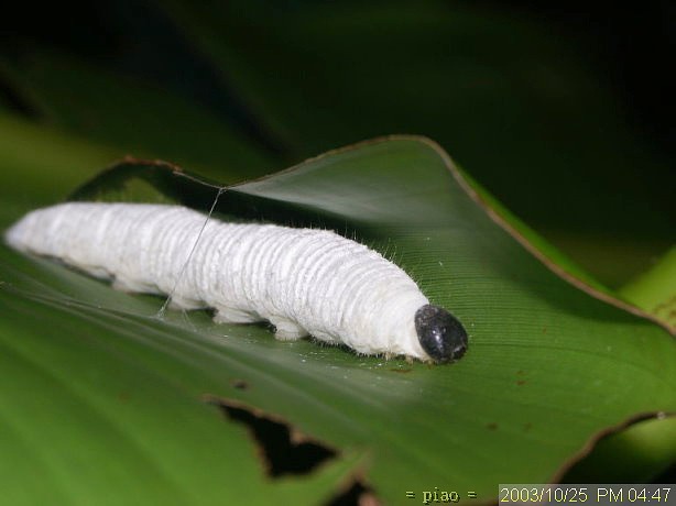 按此在新視窗瀏覽圖片