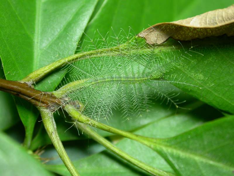 按此在新視窗瀏覽圖片