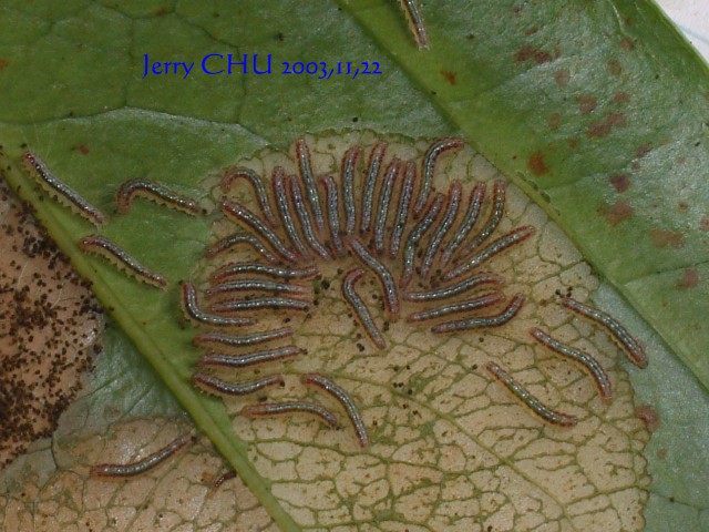 按此在新視窗瀏覽圖片