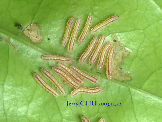 按此在新視窗瀏覽圖片