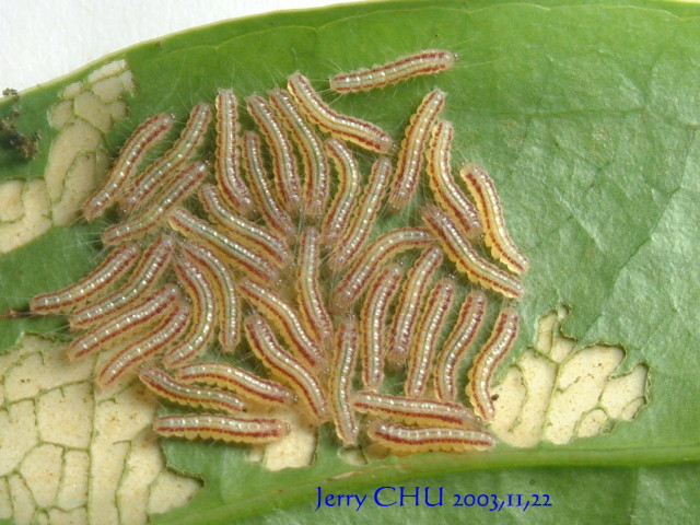 按此在新視窗瀏覽圖片