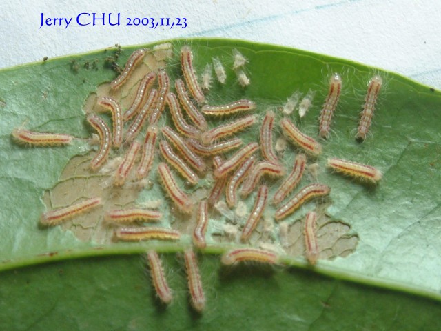 按此在新視窗瀏覽圖片