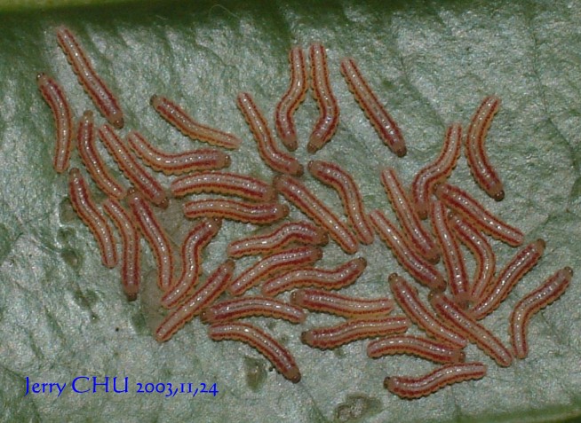 按此在新視窗瀏覽圖片