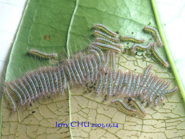 按此在新視窗瀏覽圖片