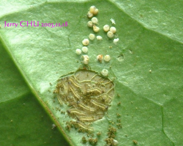 按此在新視窗瀏覽圖片