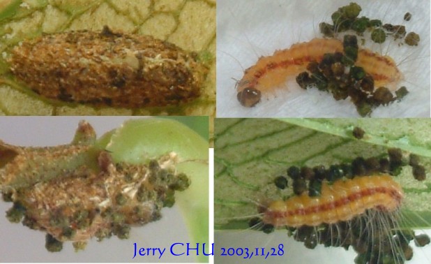 按此在新視窗瀏覽圖片