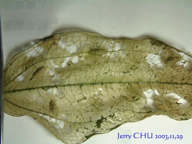 按此在新視窗瀏覽圖片