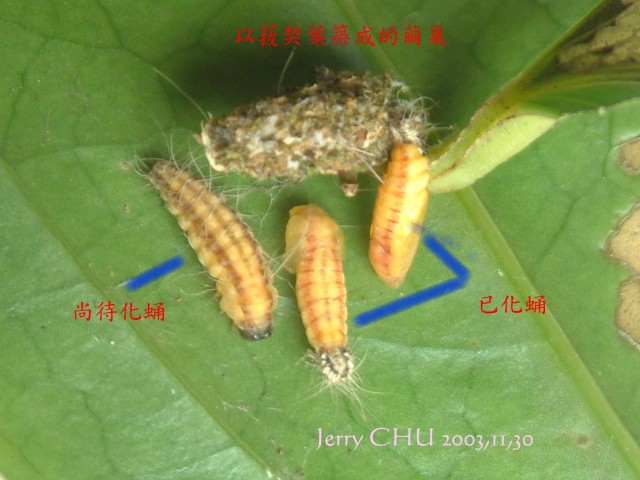 按此在新視窗瀏覽圖片