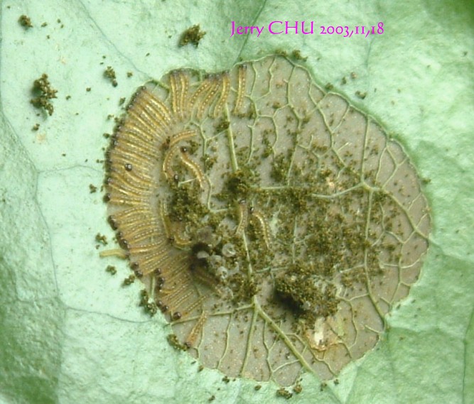 按此在新視窗瀏覽圖片