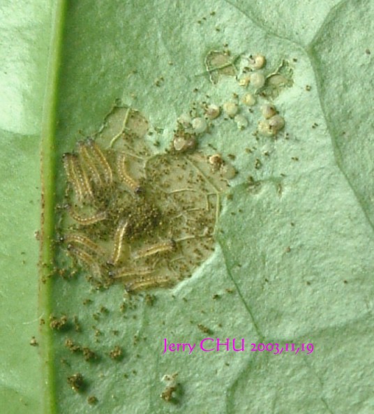 按此在新視窗瀏覽圖片