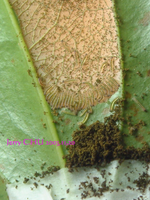 按此在新視窗瀏覽圖片