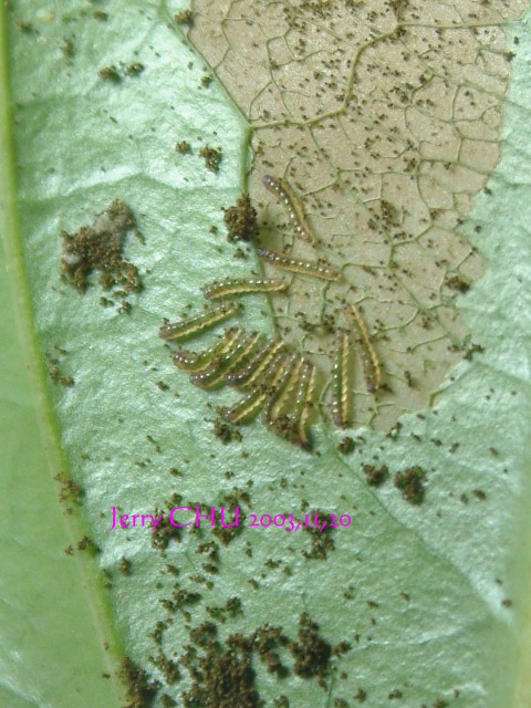 按此在新視窗瀏覽圖片