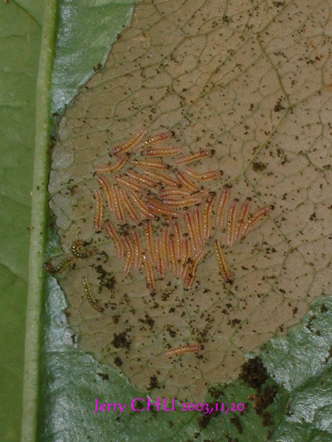 按此在新視窗瀏覽圖片