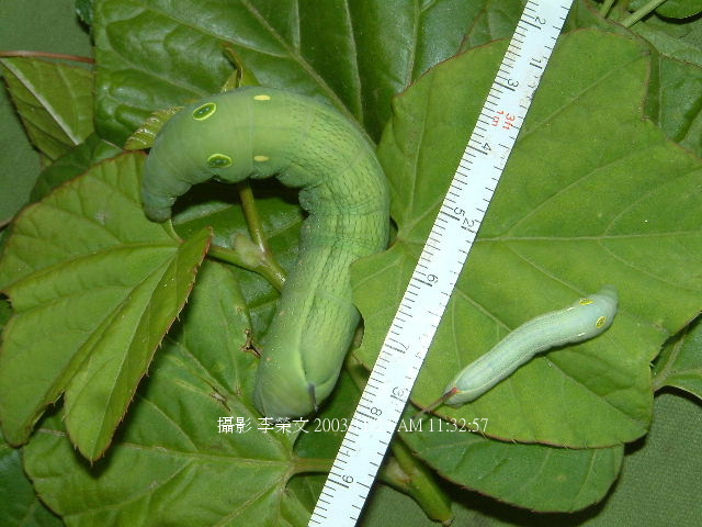 按此在新視窗瀏覽圖片