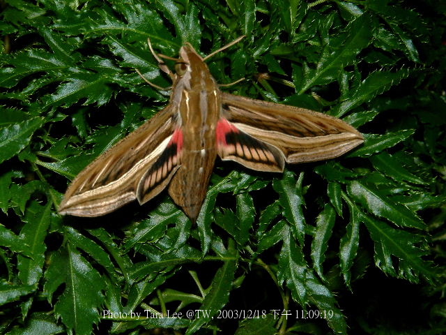 按此在新視窗瀏覽圖片