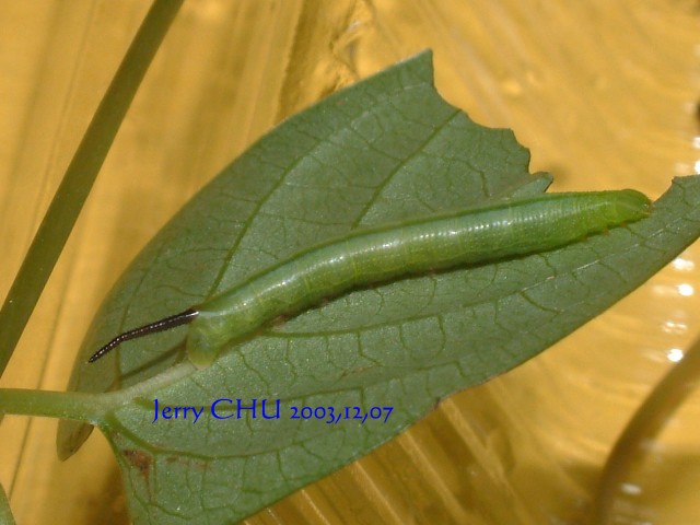 按此在新視窗瀏覽圖片