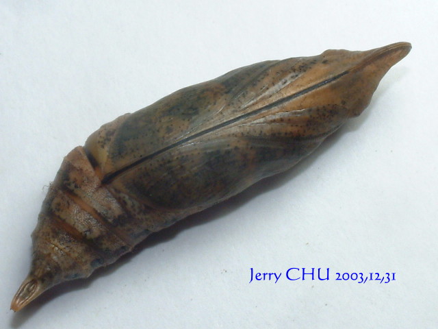 按此在新視窗瀏覽圖片