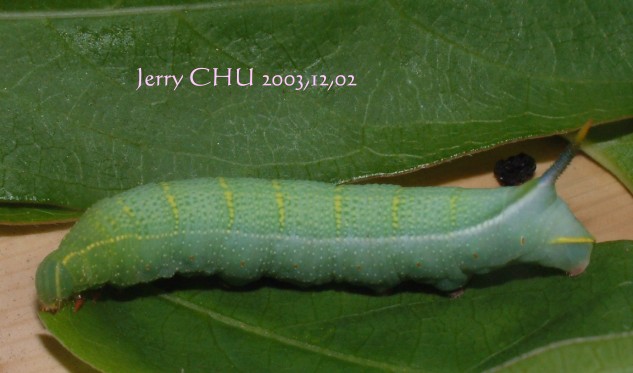 按此在新視窗瀏覽圖片