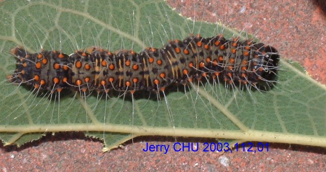 按此在新視窗瀏覽圖片