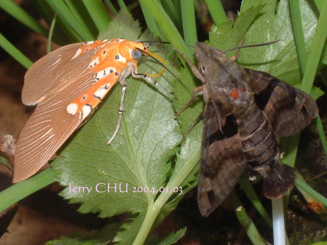 按此在新視窗瀏覽圖片