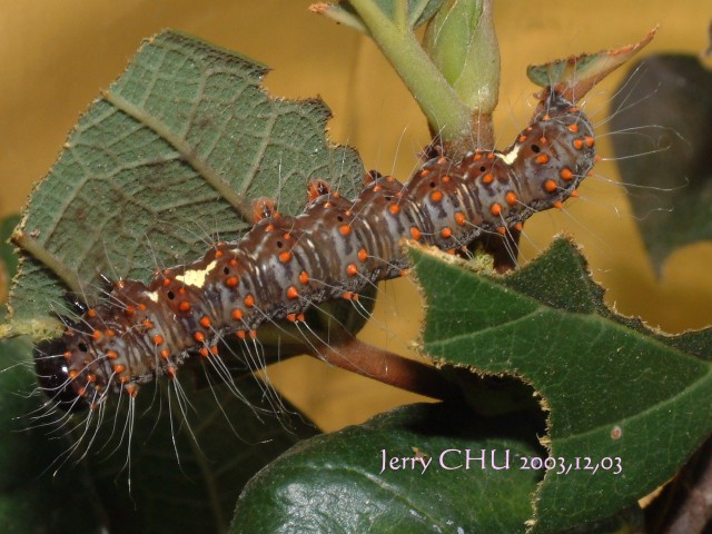 按此在新視窗瀏覽圖片