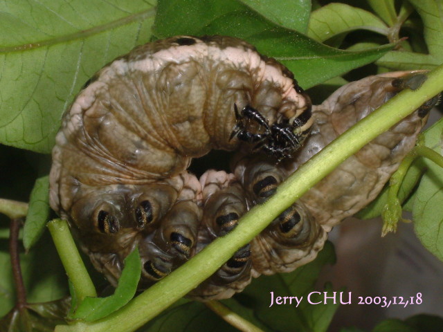 按此在新視窗瀏覽圖片