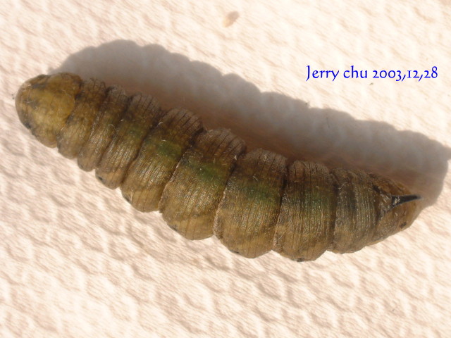 按此在新視窗瀏覽圖片