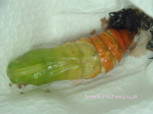 按此在新視窗瀏覽圖片