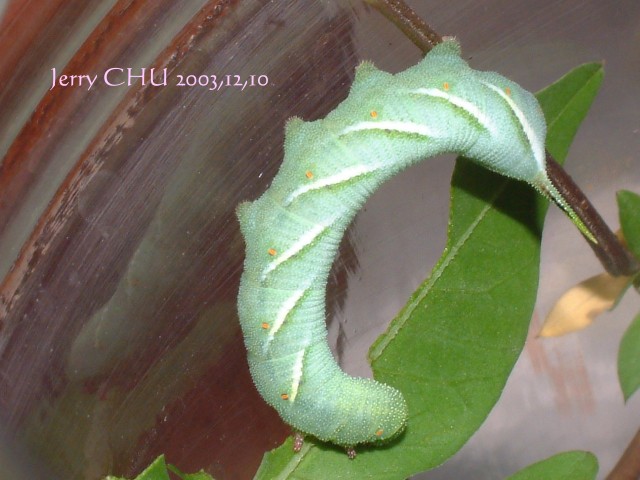 按此在新視窗瀏覽圖片