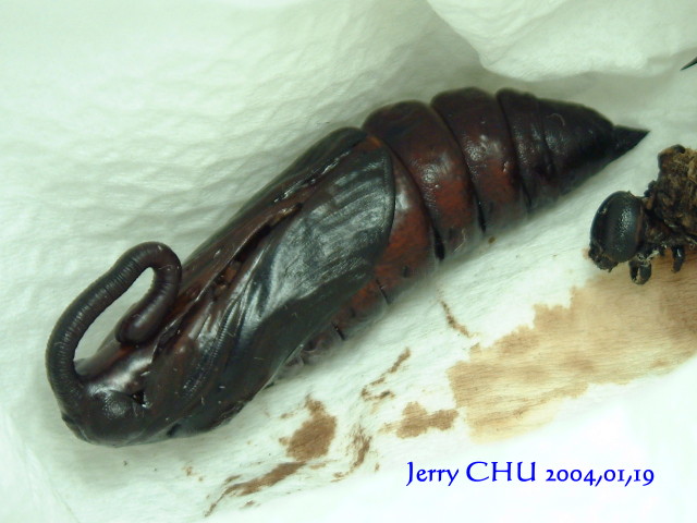 按此在新視窗瀏覽圖片