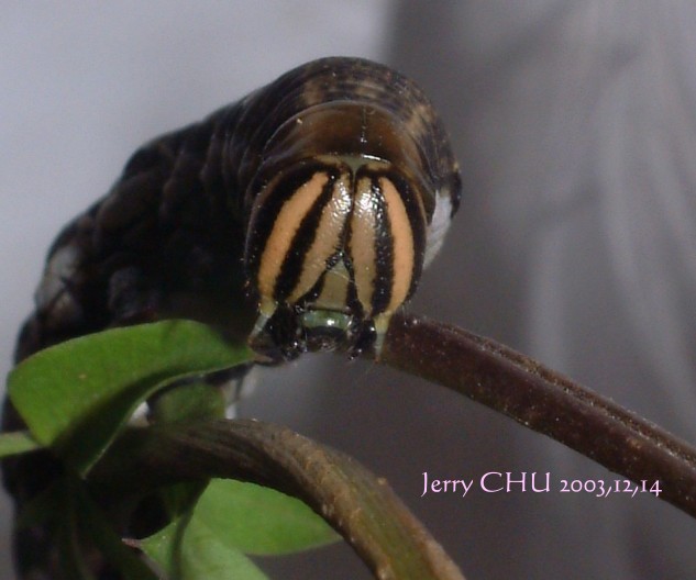 按此在新視窗瀏覽圖片