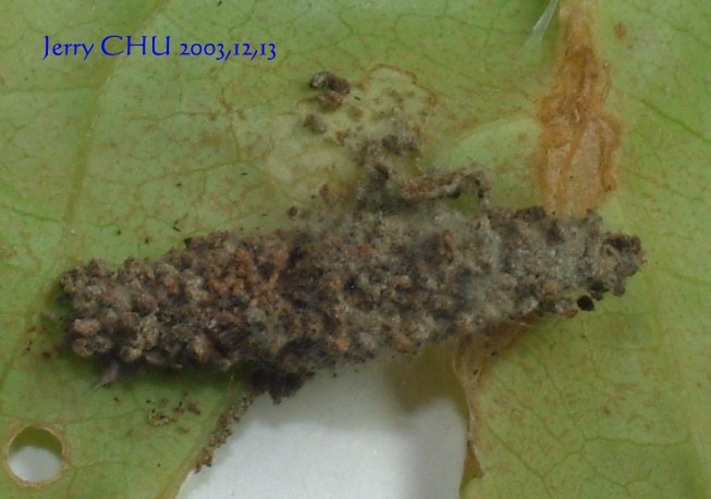 按此在新視窗瀏覽圖片