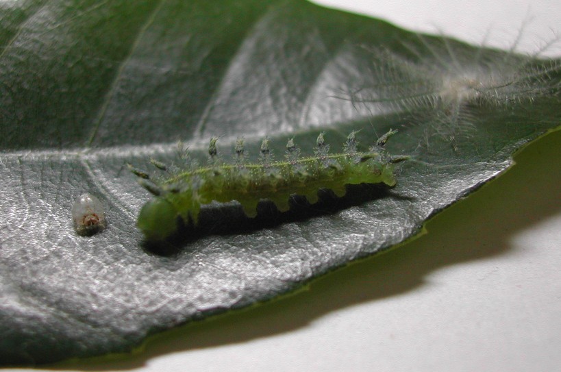 按此在新視窗瀏覽圖片