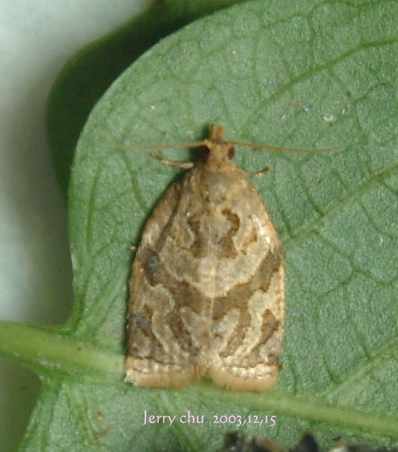 按此在新視窗瀏覽圖片