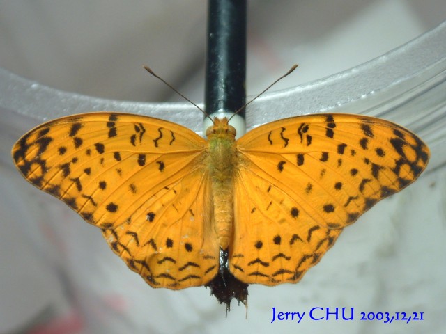 按此在新視窗瀏覽圖片