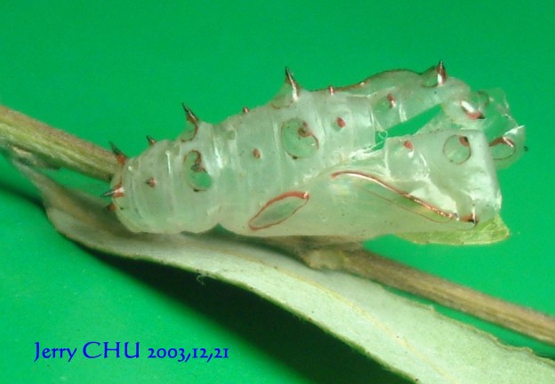 按此在新視窗瀏覽圖片