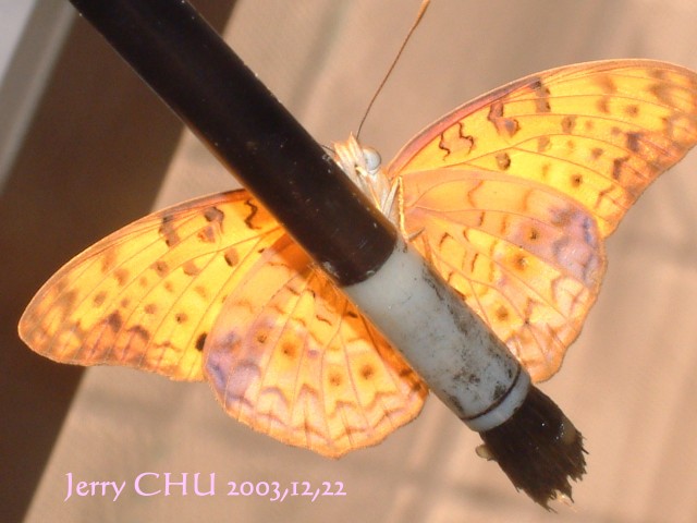 按此在新視窗瀏覽圖片