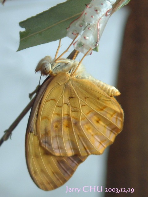 按此在新視窗瀏覽圖片