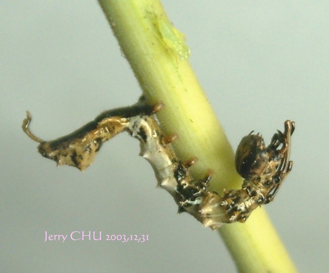 按此在新視窗瀏覽圖片