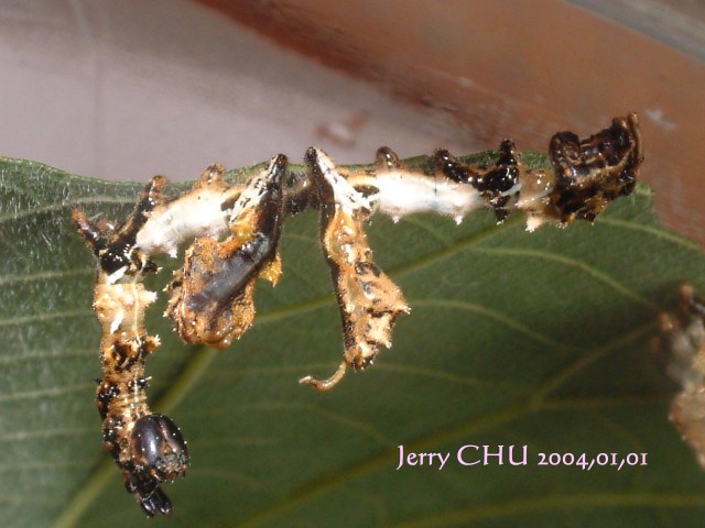 按此在新視窗瀏覽圖片