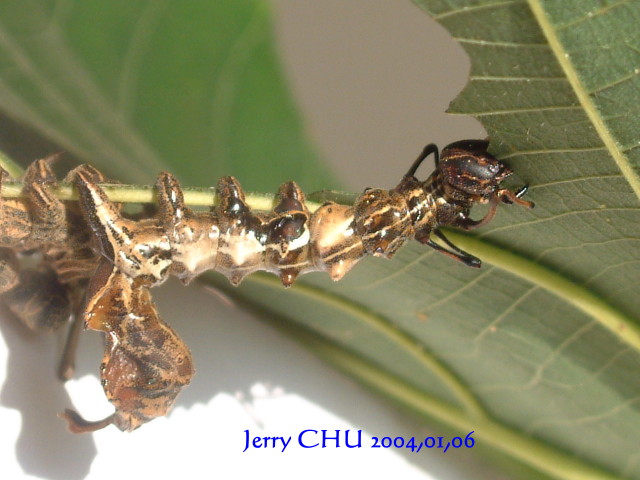 按此在新視窗瀏覽圖片