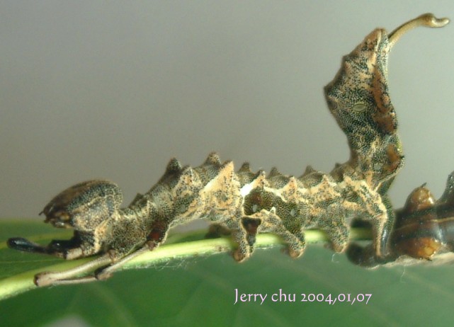 按此在新視窗瀏覽圖片