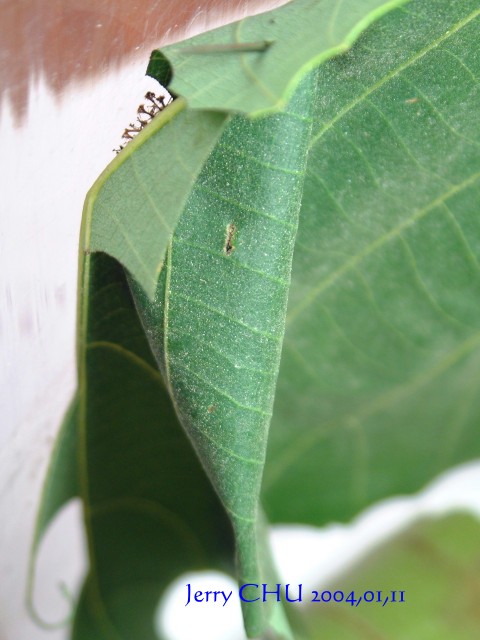 按此在新視窗瀏覽圖片