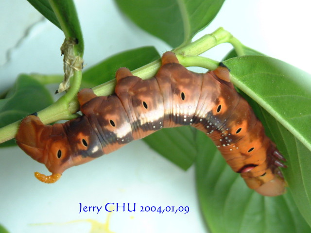 按此在新視窗瀏覽圖片