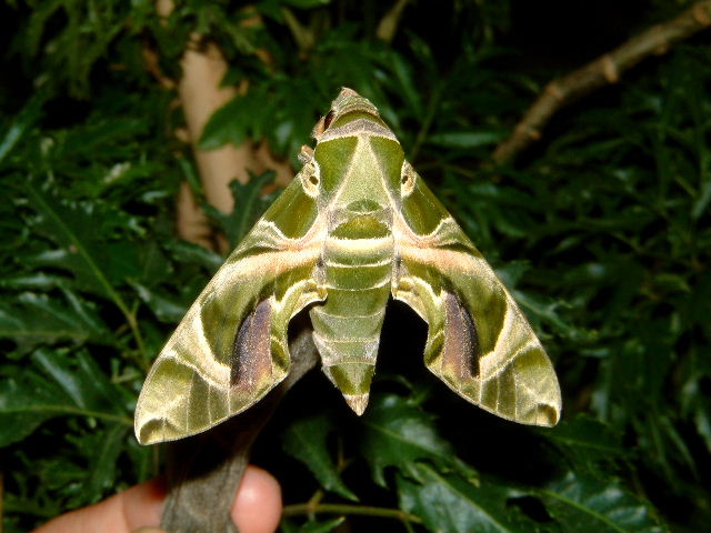 按此在新視窗瀏覽圖片