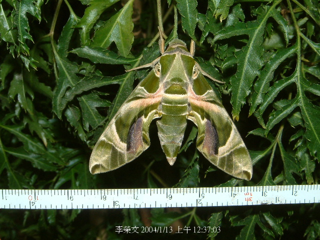 按此在新視窗瀏覽圖片