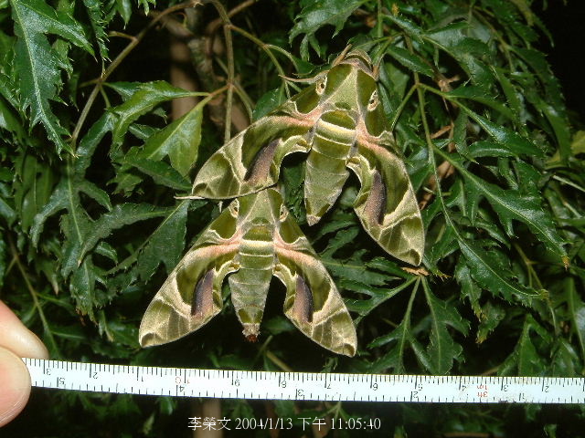 按此在新視窗瀏覽圖片