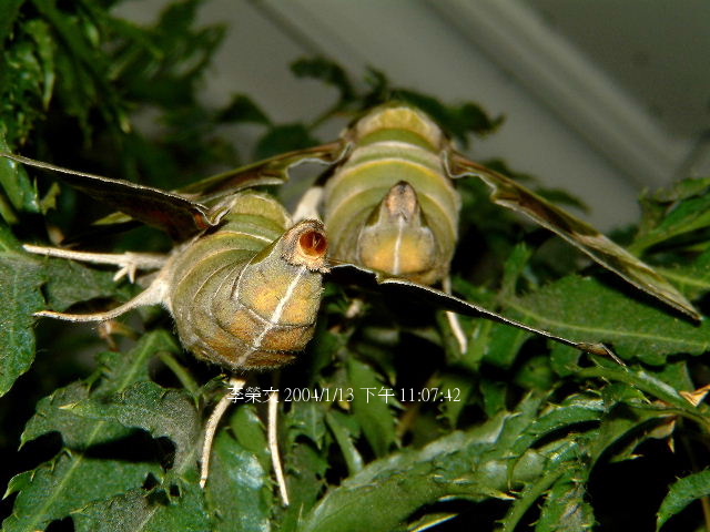 按此在新視窗瀏覽圖片